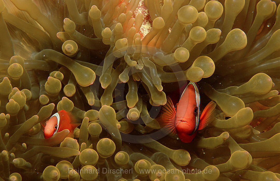 Stachel-Anemonenfisch, Premnas aculeatus, Pazifik, Pacific ocean, Borneo, Lankayan, Malaysia