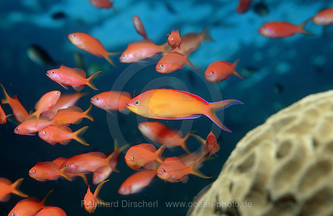 Pacific flame anthias