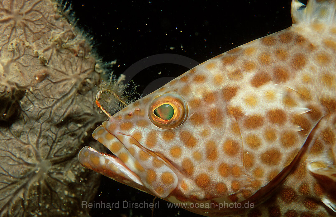 Rotflecken-Zackenbarsch mit rostigem Angelhaken im Maul, Epinephelus tauvina, Pazifik, Pacific ocean, Borneo, Lankayan, Malaysia