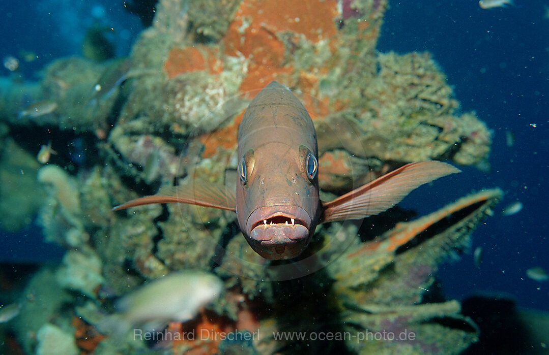 Doppelfleck-Schnapper, Lutjanus bohar, Pazifik, Pacific ocean, Borneo, Lankayan, Malaysia