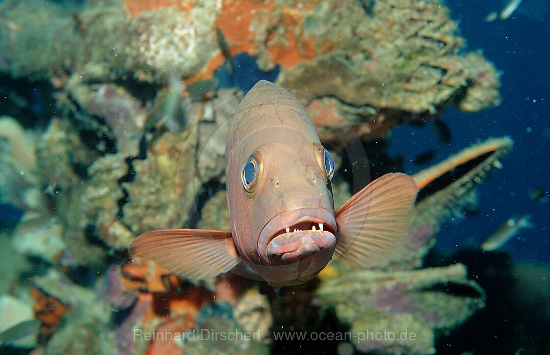 Doppelfleck-Schnapper, Lutjanus bohar, Pazifik, Pacific ocean, Borneo, Lankayan, Malaysia