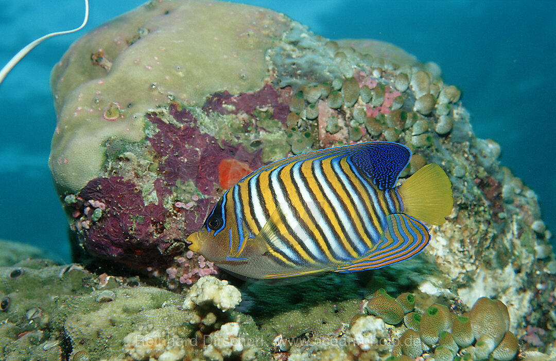 Pfauenaugen-Kaiserfisch, Pygoplites diacanthus, Pazifik, Pacific ocean, Borneo, Lankayan, Malaysia