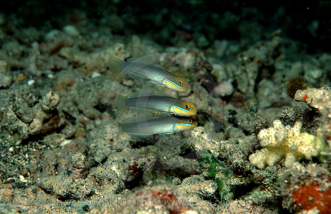 Bluestreak goby, Valenciennea strigata, Pacific ocean, Papua New Guinea