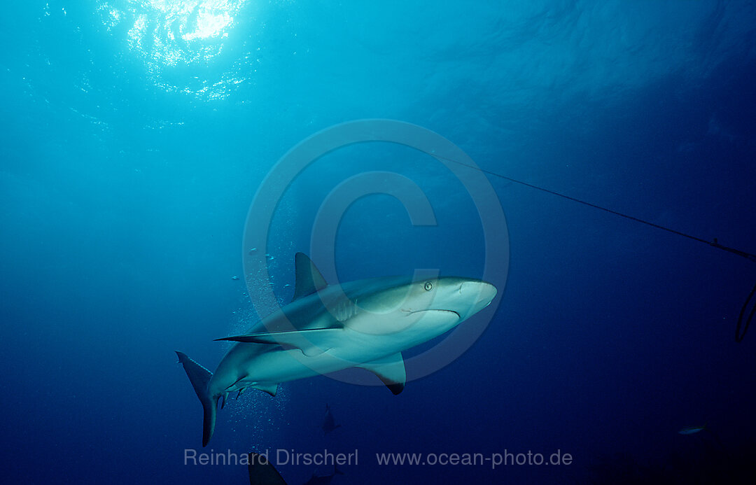 Karibischer Riffhai, Carcharhinus perezi, Karibisches Meer, Karibik, Bahamas