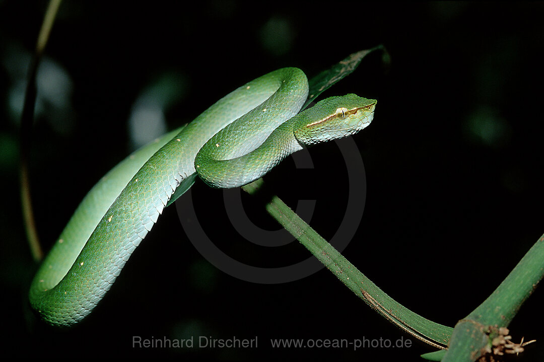 Waglers Temple Viper