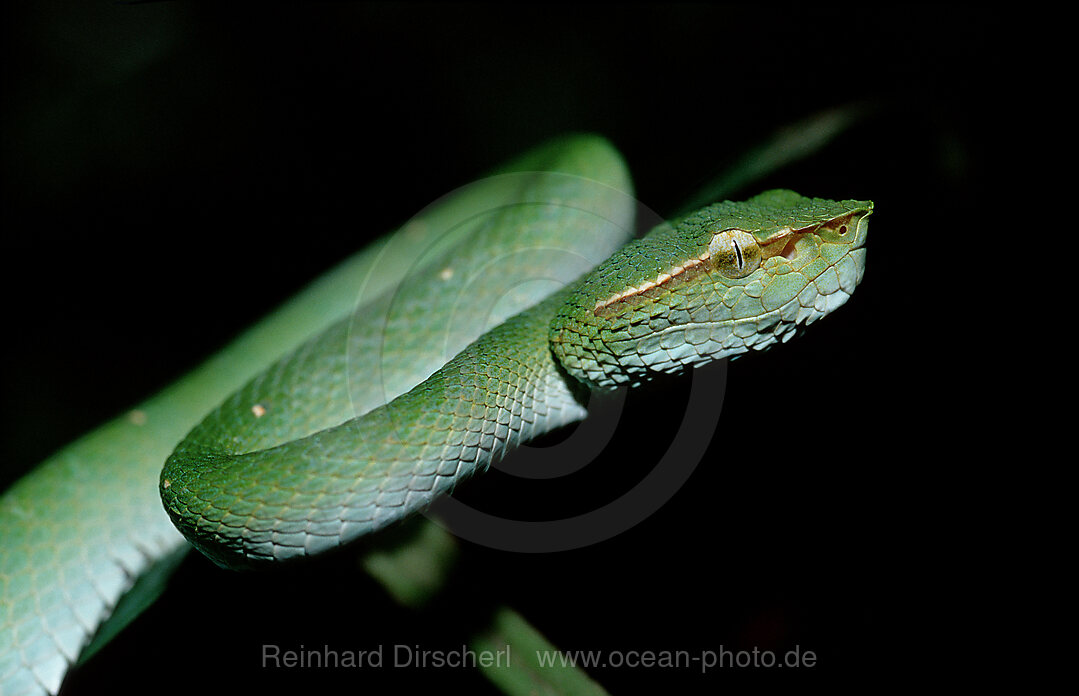 Wagler-Lanzenotter, Tropidolaemus wagleri, Borneo, Sabah, Sepilok, Malaysia