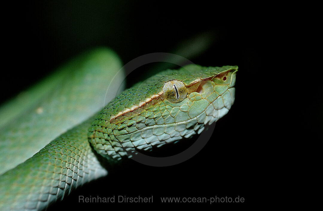 Wagler-Lanzenotter, Tropidolaemus wagleri, Borneo, Sabah, Sepilok, Malaysia