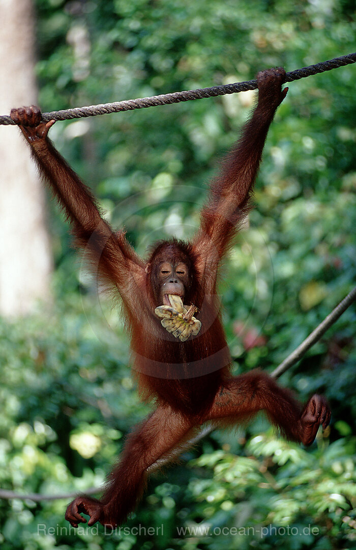 Orang-Utan, Pongo pygmaeus, Borneo, Sabah, Sepilok, Malaysia