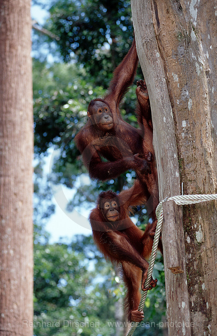 Orang-Utan, Pongo pygmaeus, Borneo, Sabah, Sepilok, Malaysia