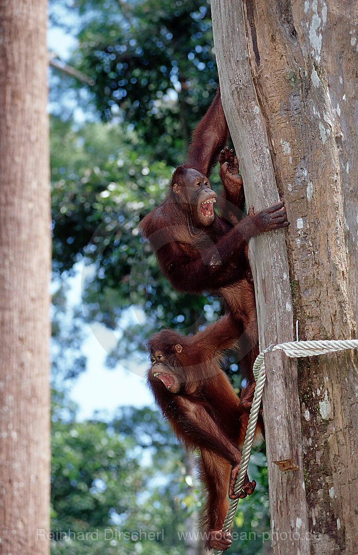 Orang-Utan, Pongo pygmaeus, Borneo, Sabah, Sepilok, Malaysia