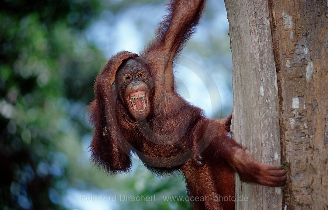 Orang-Utan