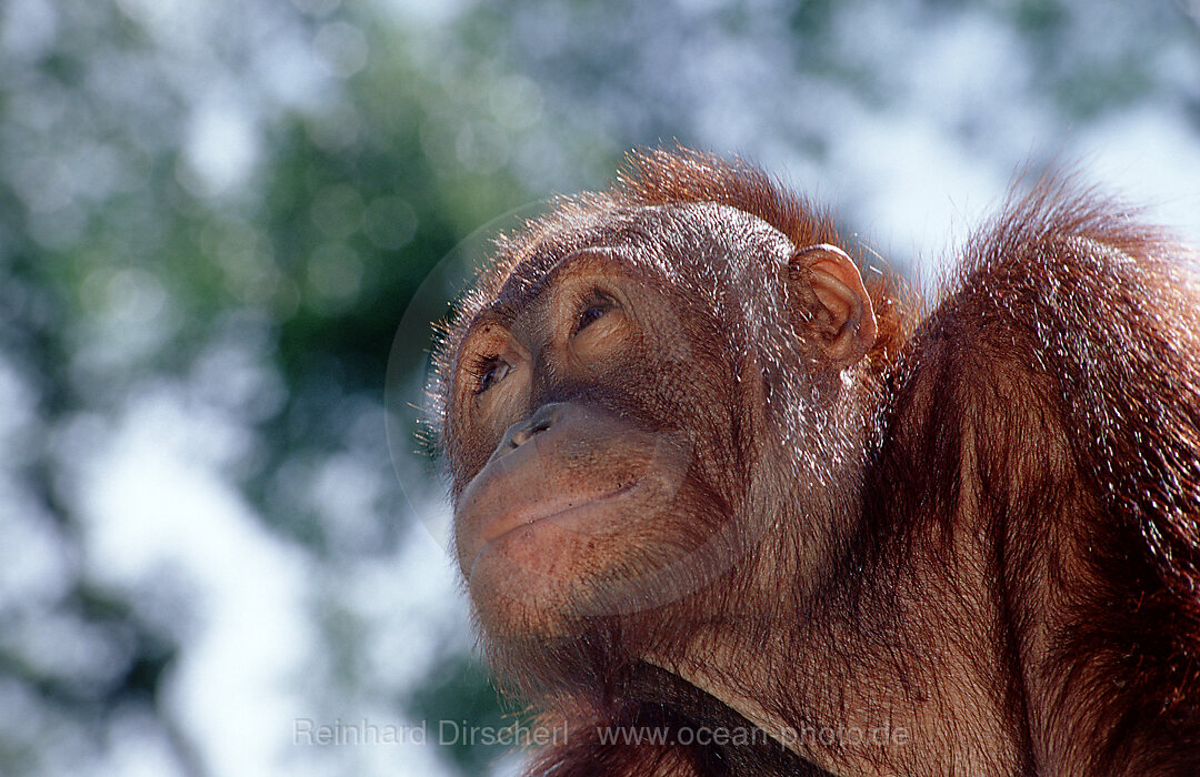 Orang-Utan