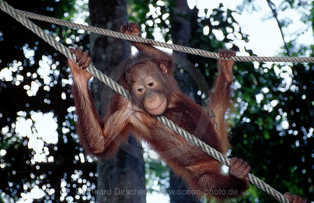 Orang-Utan, Pongo pygmaeus, Borneo, Sabah, Sepilok, Malaysia