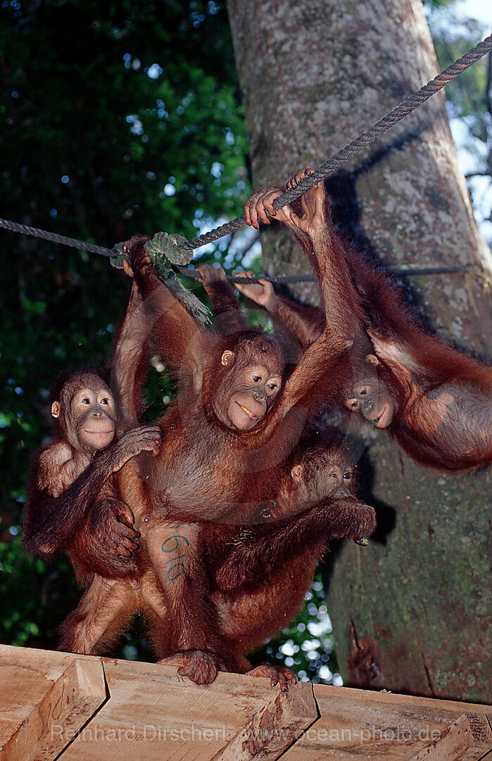 Orang-Utan