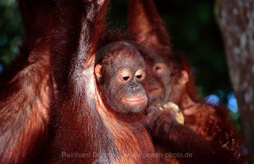 Orang-Utan