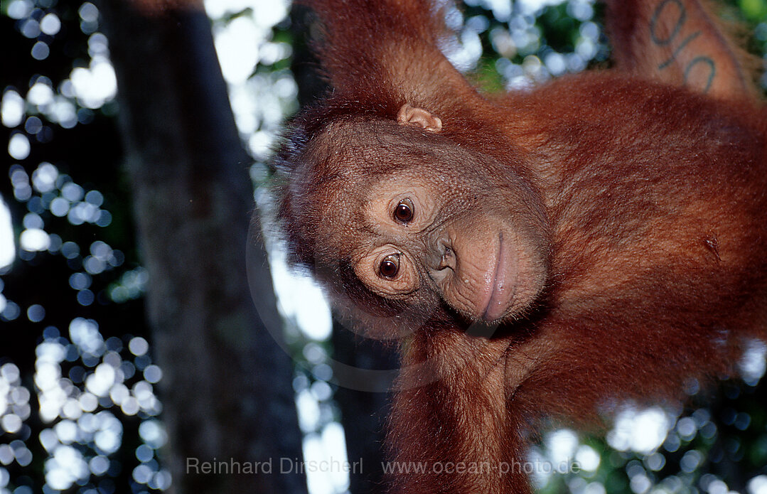 Orang-Utan