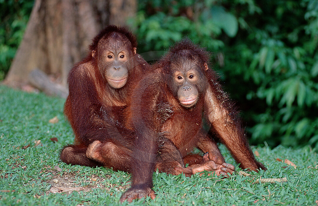 Orang-Utan, Pongo pygmaeus, Borneo, Sabah, Sepilok, Malaysia