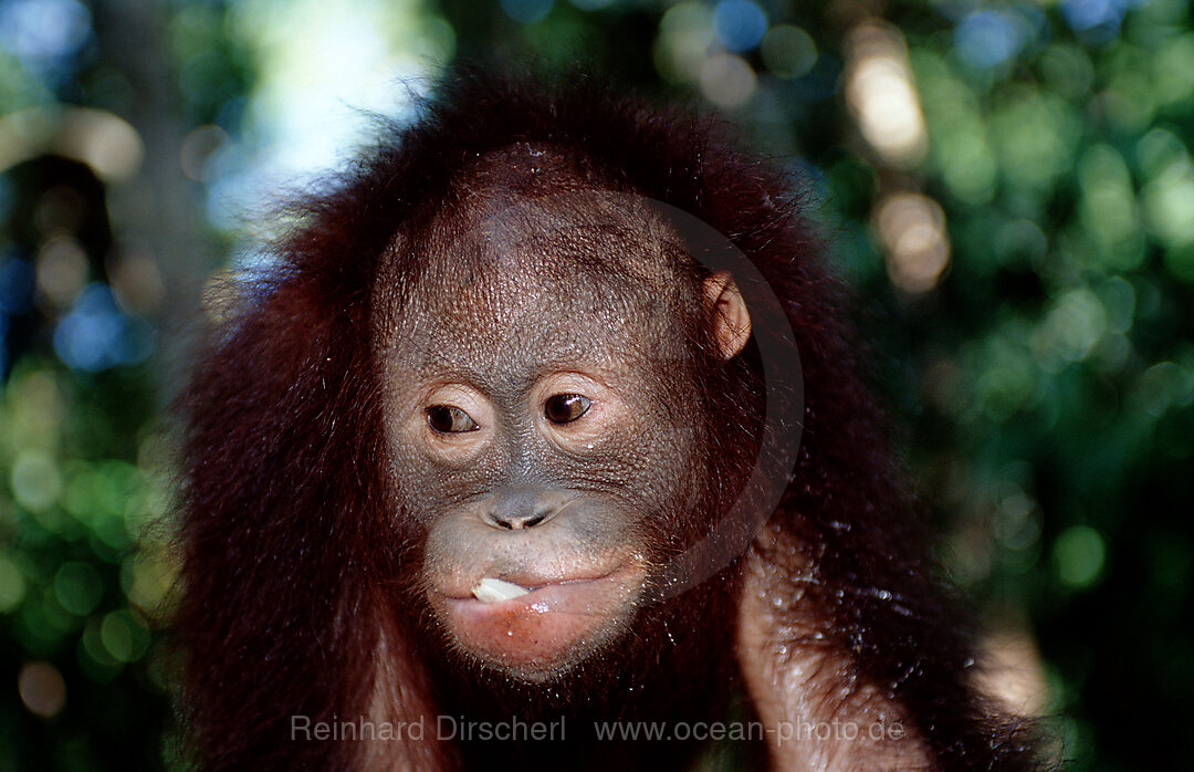 Orang-Utan