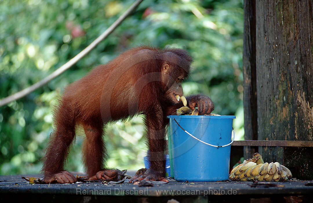 Orang-Utan werden gefuettert