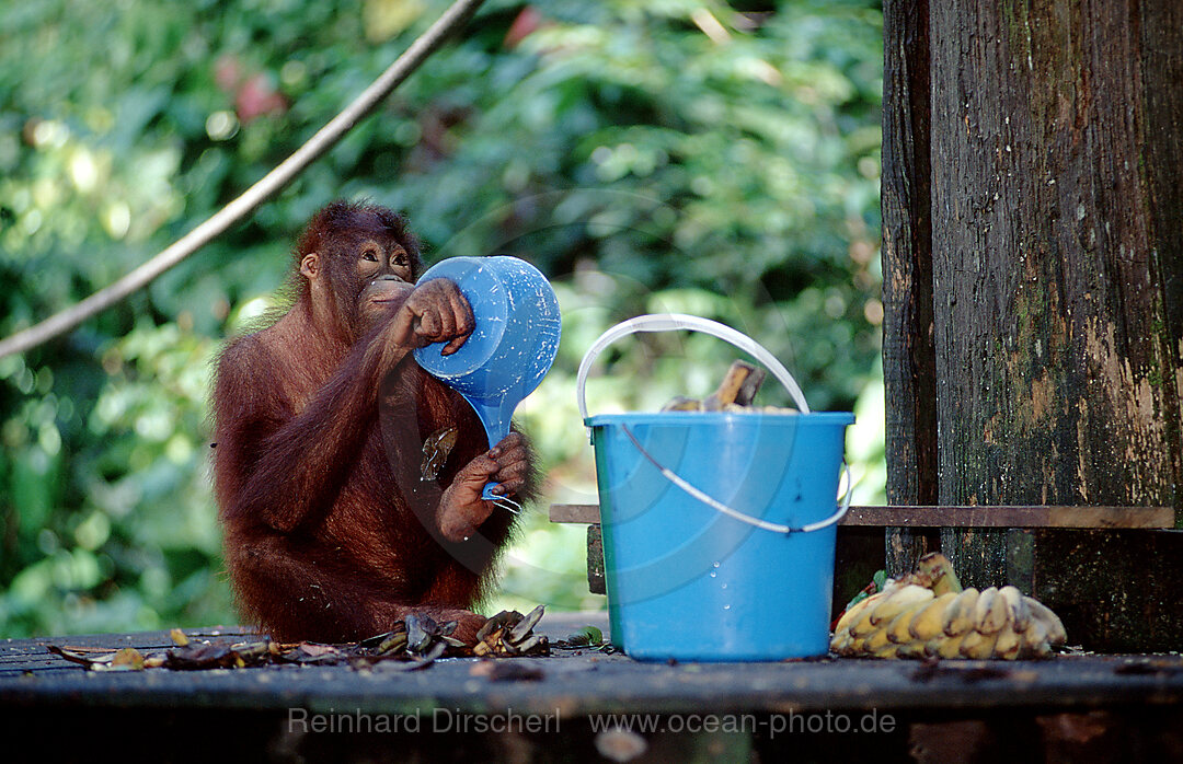Orang-Utan werden gefuettert