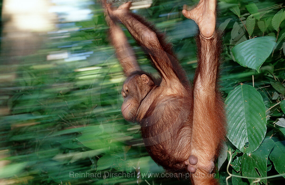 Orang-Utan, Pongo pygmaeus, Borneo, Sabah, Sepilok, Malaysia