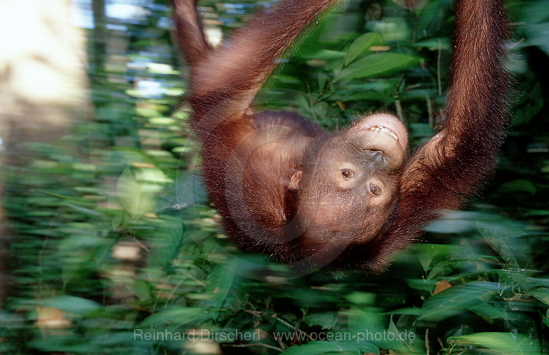 Orang-Utan, Pongo pygmaeus, Borneo, Sabah, Sepilok, Malaysia