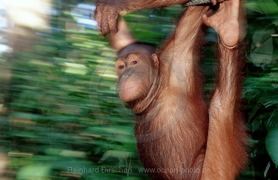 Orang-Utan, Pongo pygmaeus, Borneo, Sabah, Sepilok, Malaysia