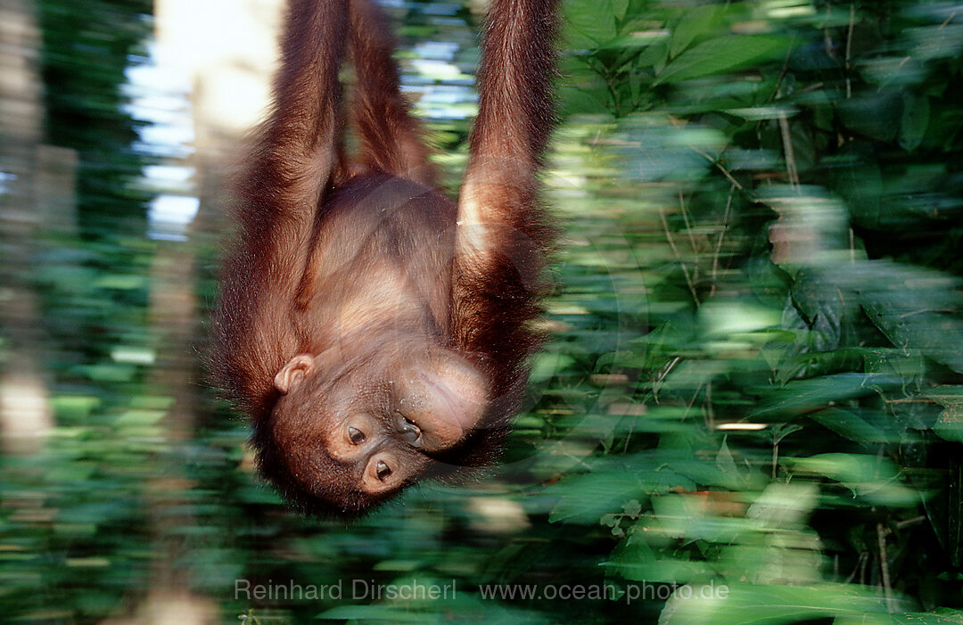 Orang-Utan, Pongo pygmaeus, Borneo, Sabah, Sepilok, Malaysia