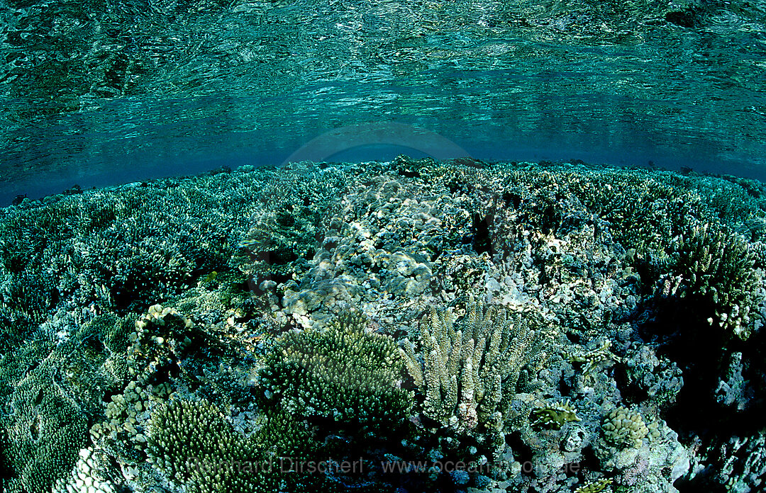 Coral reef, Hard coral reef, reef top
