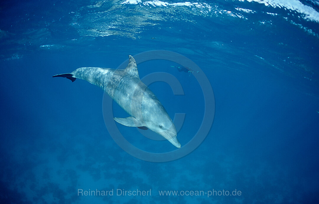 Grosser Tuemmler , Delfin, Delphin, Tursiops truncatus, Rotes Meer, Safaga, gypten, Aegypten