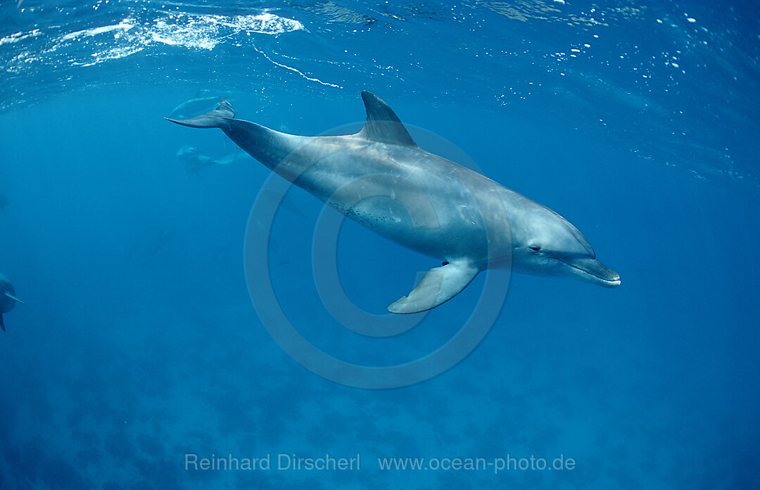 Grosser Tuemmler , Delfin, Delphin, Tursiops truncatus, Rotes Meer, Safaga, gypten, Aegypten