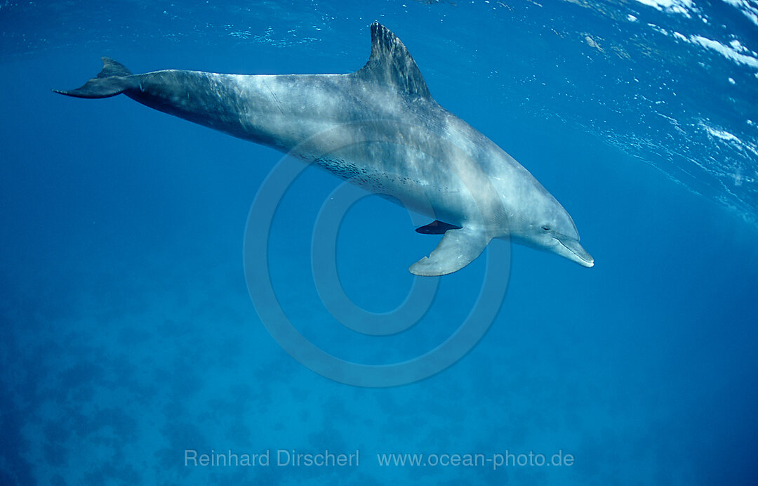 Grosser Tuemmler , Delfin, Delphin, Tursiops truncatus, Rotes Meer, Safaga, gypten, Aegypten