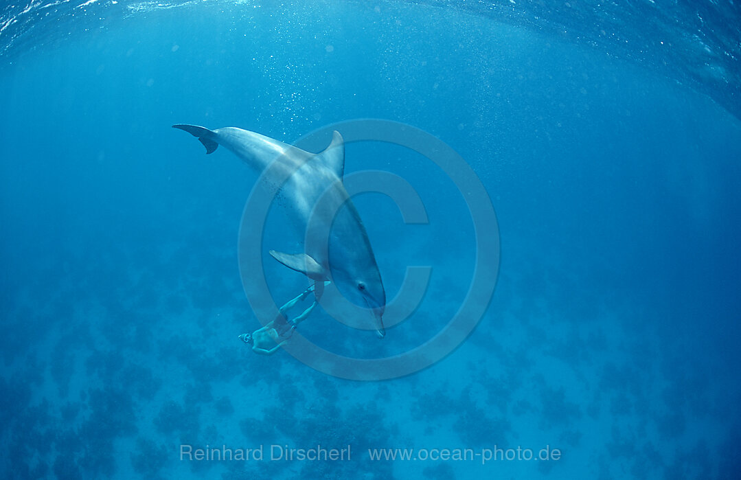 Grosser Tuemmler , Delfin, Delphin, Tursiops truncatus, Rotes Meer, Safaga, gypten, Aegypten