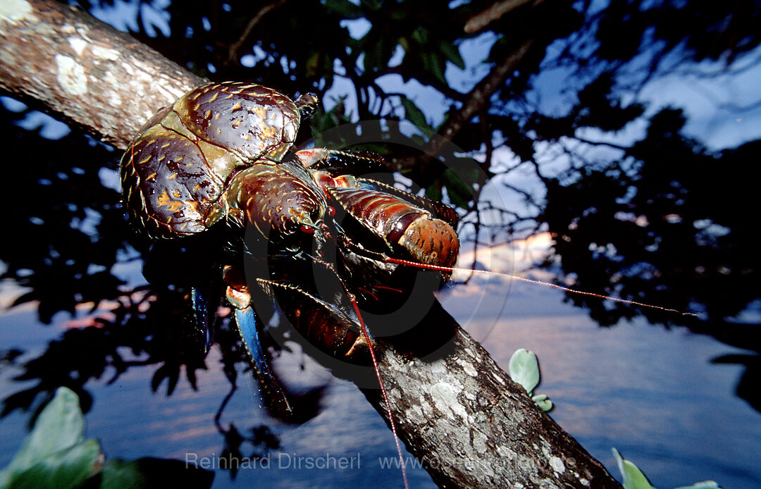 Palmendieb, Kokosnus Krabbe, Birgus latro, Borneo, Sabah, Sipadan, Malaysia