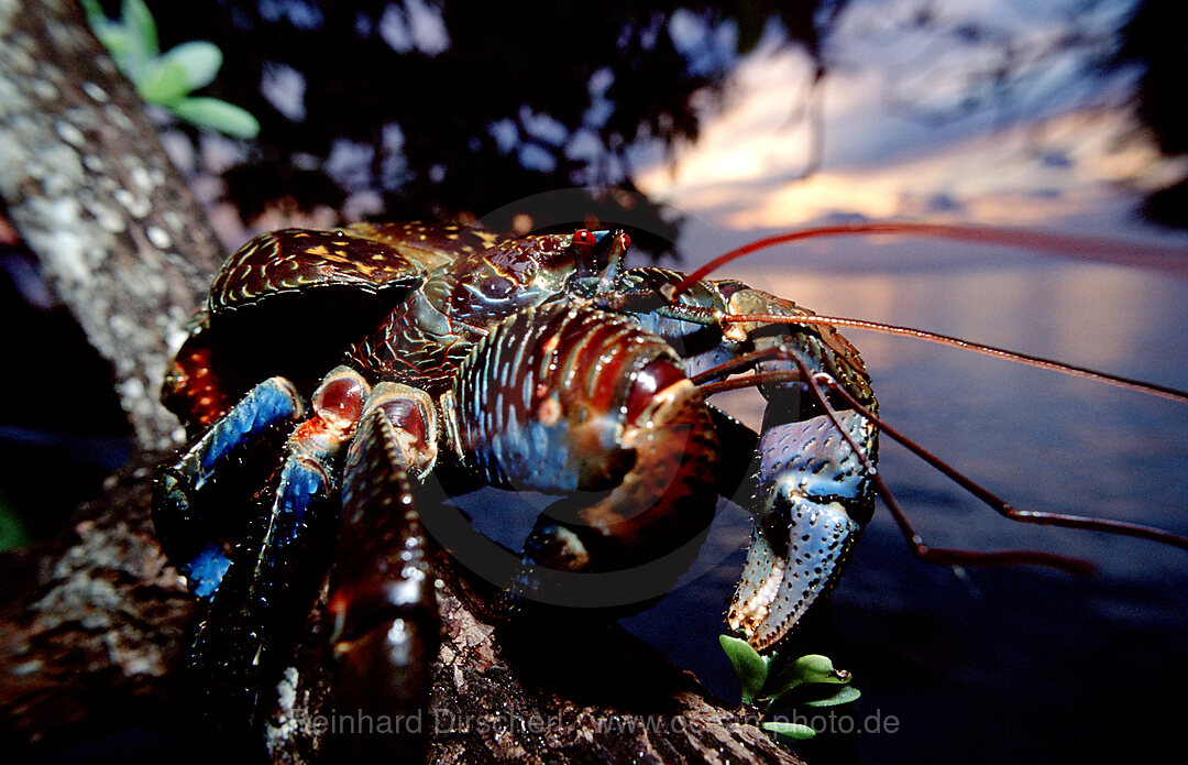 Coconut Robber Crab