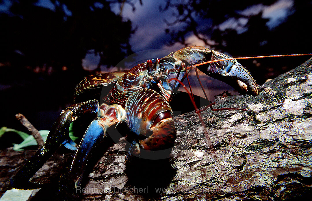 Coconut Robber Crab