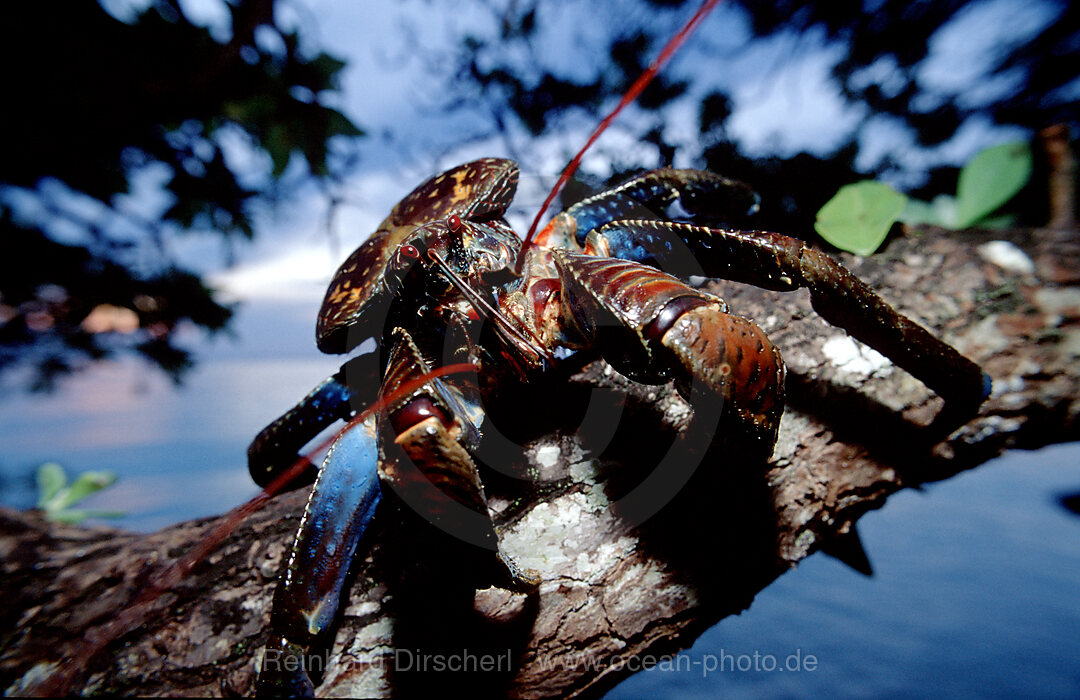 Palmendieb, Kokosnus Krabbe, Birgus latro, Borneo, Sabah, Sipadan, Malaysia