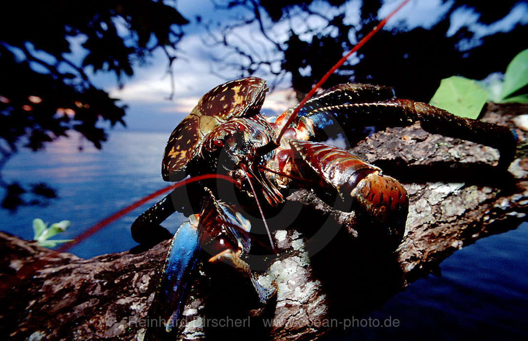 Coconut Robber Crab