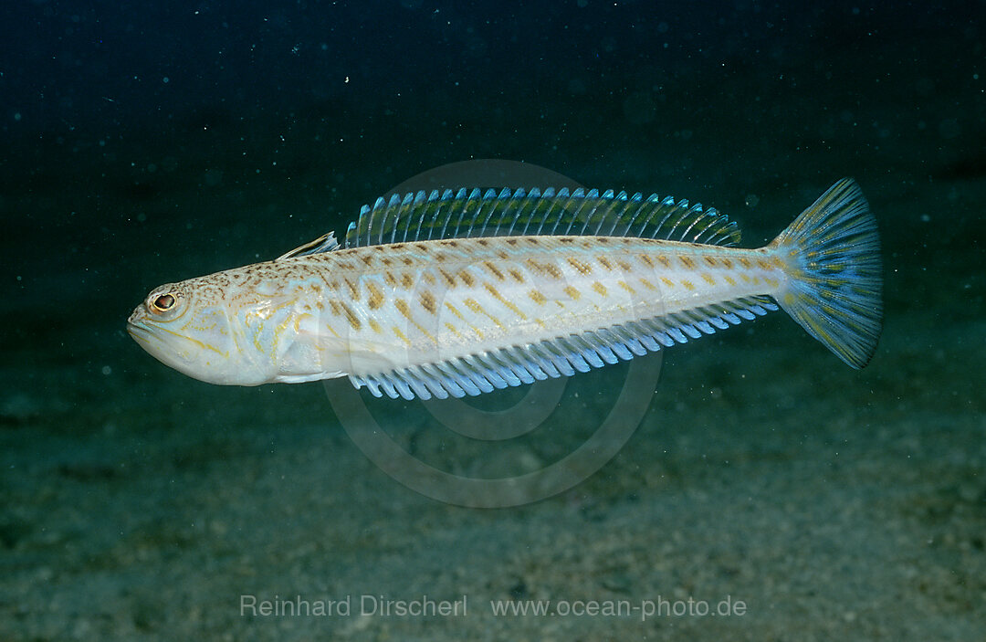 Buntes Petermaennchen, Trachinus draco, Istrien, Mittelmeer, Kroatien