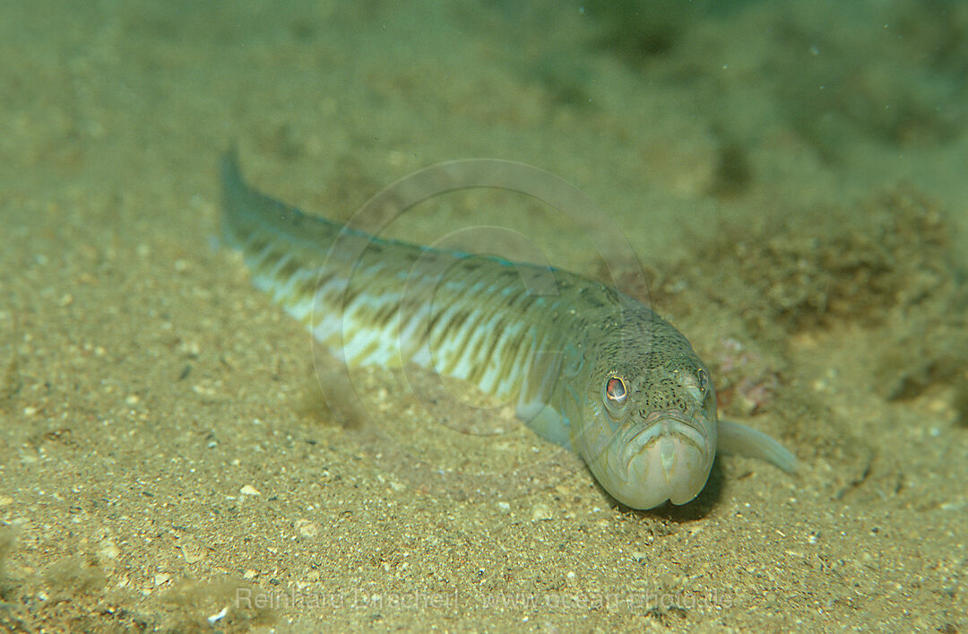 Buntes Petermaennchen, Trachinus draco, Istrien, Mittelmeer, Kroatien