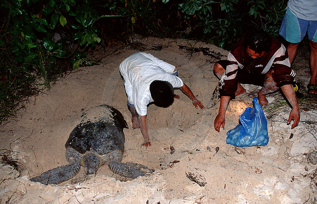 Ranger entnehmen frisch gelegte Eier aus dem Schildkroetengelege, Pazifik, Pacific ocean, Borneo, Sipadan, Malaysia