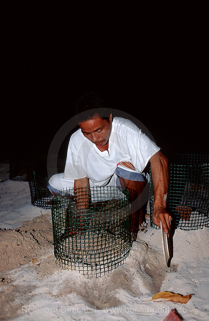 Ranger diggs the eggs into the sand, Pazifik, Pacific ocean, Borneo, Sipadan, Malaysia