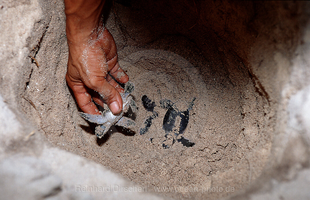 Ranger der Aufzuchtstation helfen bei Schildkroetengeburt, Pazifik, Pacific ocean, Borneo, Sipadan, Malaysia