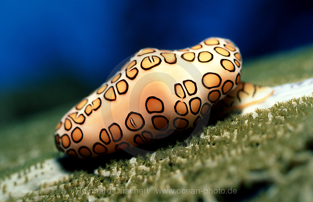 Gelbgefleckte Eischnecke, Karibische Eischnecke, Cyphoma gibbosum, Karibisches Meer, Karibik, Niederlaendische Antillen, Curacao