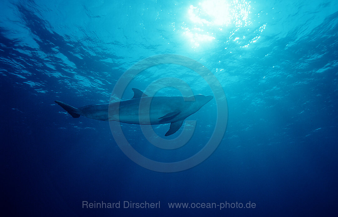 Grosser Tuemmler, Delphin, Delfin, Tursiops truncatus, Rotes Meer, Hurghada, gypten, Aegypten