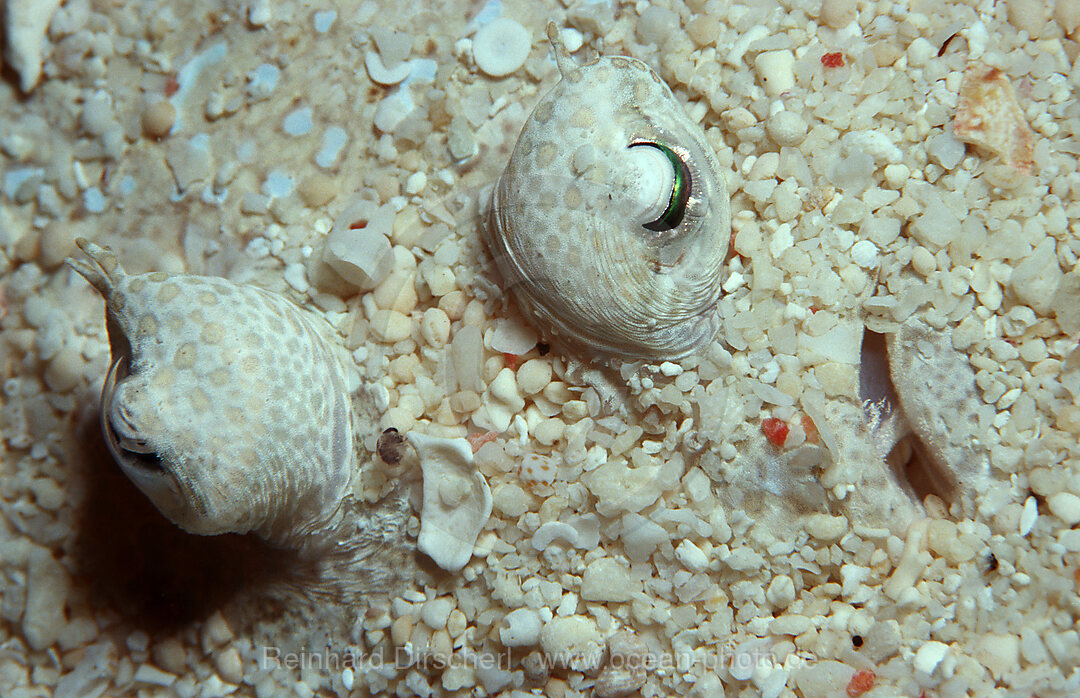 Seezunge, Butt, Pfauenbutt, Bothus lunatus, Pazifik, Pacific ocean, Borneo, Sipadan, Malaysia