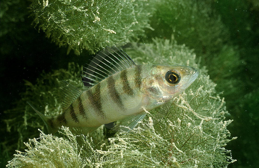 Flussbarsch, Flussbarsch, Perca flluviatilis, Bayern, Deutschland