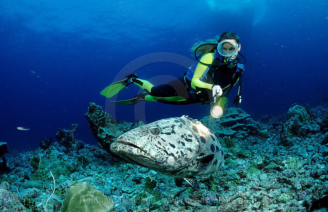 Potato grouper and scuba diver