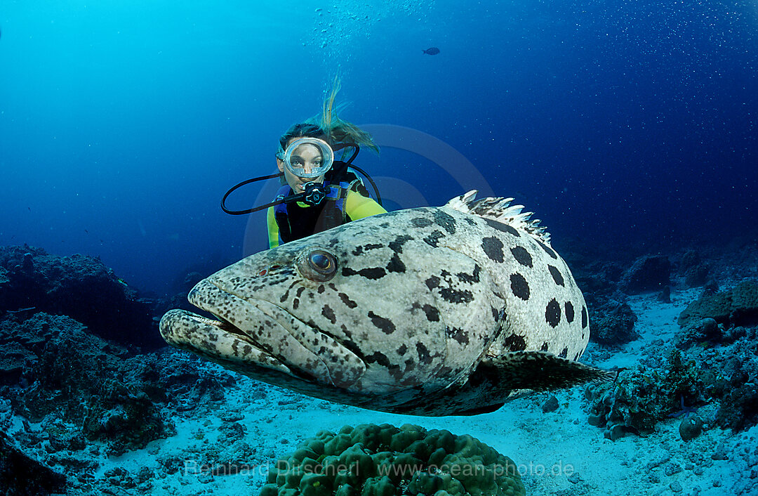 Gefleckter Riesenbarsch, Zackenbarsch und Taucher, Epinephelus tukula, Indischer Ozean, Andamanensee, Burma, Myanmar, Birma