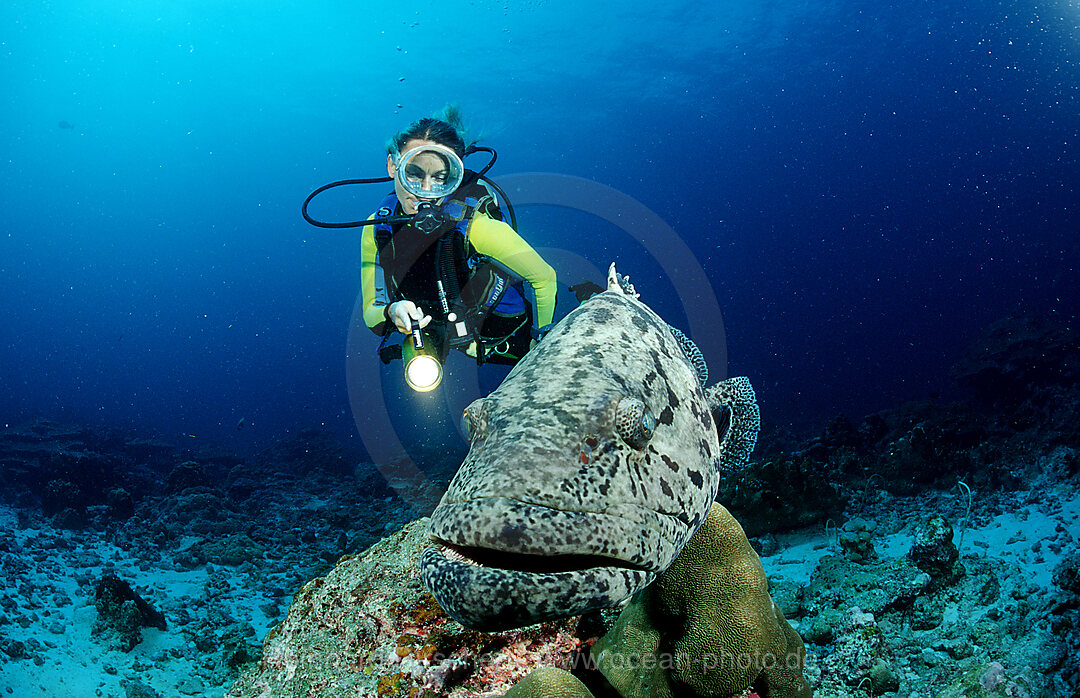 Gefleckter Riesenbarsch, Zackenbarsch und Taucher, Epinephelus tukula, Indischer Ozean, Andamanensee, Burma, Myanmar, Birma